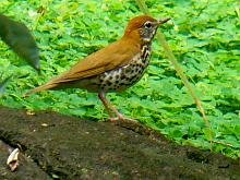 Wood Thrush