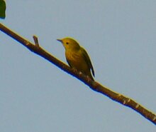 Yellow Warbler