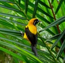 Yellow-backed Oriole