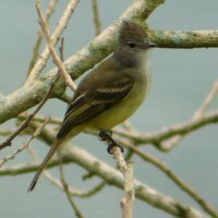 Yellow-bellied Elaenia