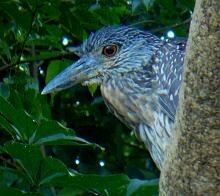 Yellow Crowned Night Heron