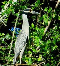 Yellow Crowned Night Heron