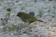 Yellow-faced Grassquit