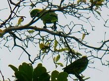 Yellow-naped Parrtos