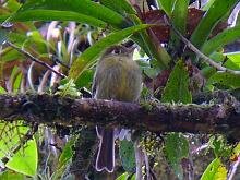 Yellowish Flycatcher