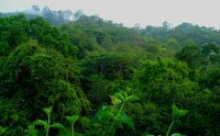 Deciduous Forest