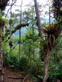 Celaque Forest