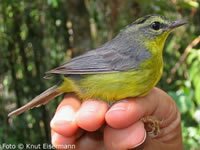 Golden-crowned Warbler