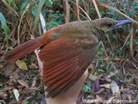 Northern Barred Woodcreeper