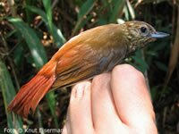 Wedge-billed Woodcreeper