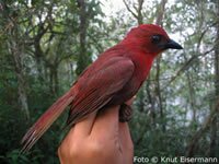 Red-throated Ant-Tanager