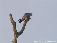 Mississippi Kite