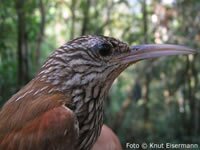 Streak-headed Woodcreeper