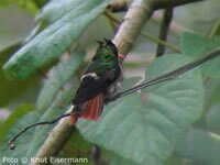 Blach-crested Coquette