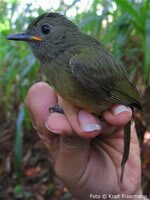 Ochre-bellied Flycatcher