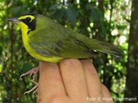 Kentucky Warbler