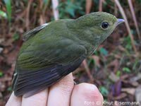 Red-capped Manakin