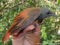 Olivaceous Woodcreeper