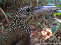 Ivory-billed Woodcreeper