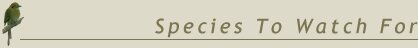 Birds of Honduras: Species To Watch For